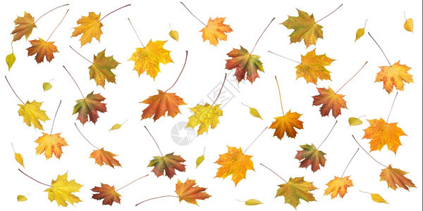 许多彩的秋天叶和双在白色上隔离侧面2至1比例的黄底背景图片