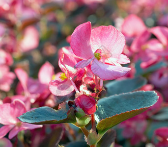 在夏季城市公园中闪耀粉色zalea花朵图片
