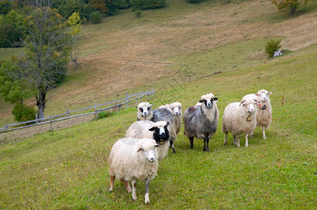 山高原牧场喀尔巴阡山乌克兰的羊群图片
