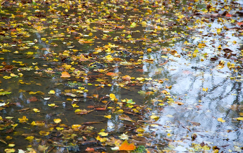 秋水坑底有被割过的叶子图片
