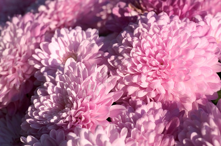 美丽的紫红菊花图片