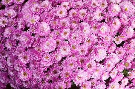 美丽的紫红菊花秋生动的背景图片