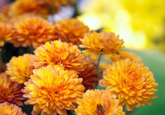 美丽的黄色菊花图片