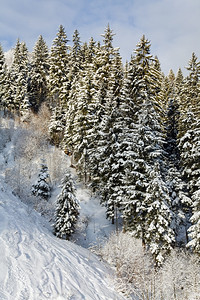 寒冬平静的山地景观风和雪覆盖的采树图片