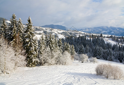 冬季寒平静的山地景观风和雪覆盖了树木和滑雪坡图片