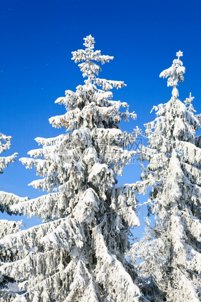 蓝天上有些雪背景冬季风和覆盖树顶图片