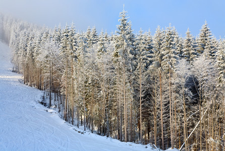 冬季薄雾的山地景观有雪覆盖的树苗图片