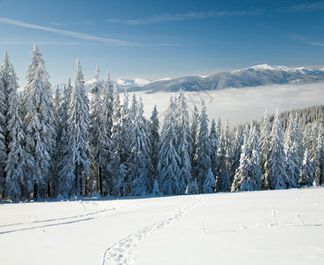 冬季平静的山地景观风和雪覆盖树木前端有脚印从Bukovel滑雪胜地乌克兰到Svydovets山脊图片