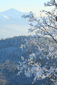 寒冬平静的山地风景前面的树木有黑雪覆盖着山地和图片