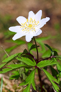 春林中白花喷发图片