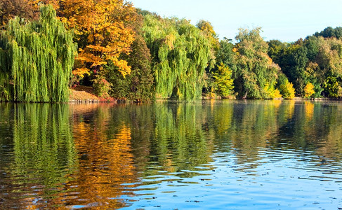 水池面秋季公园的树木丰富多彩图片