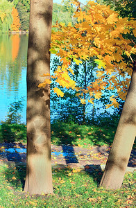 城市公园湖边的黄木树图片