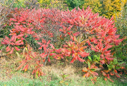 秋天城市公园的红灌丛图片
