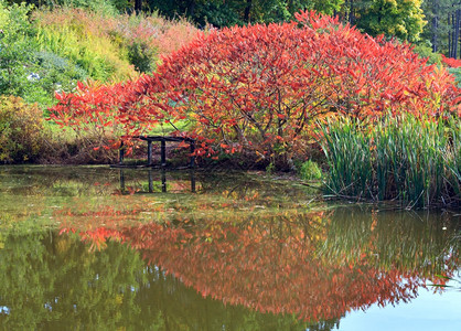 秋季公园的粉池水面反映多彩红灌木图片