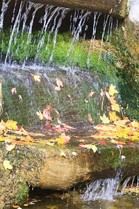 小瀑布秋天公园的黄叶和苔被割断图片
