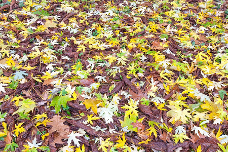 秋天公园里满是落叶的草地图片