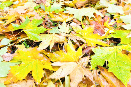秋天公园里一地的落叶近景图片