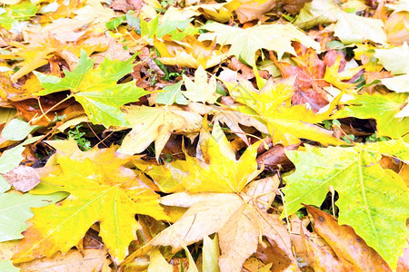 秋天公园草原上的黄割叶图片