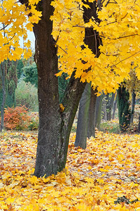 金秋市公园前面有黄色大树图片
