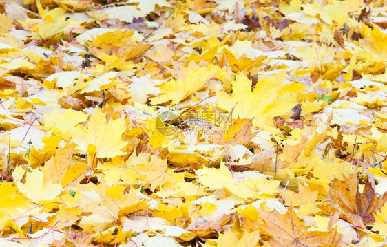秋天公园草原上的黄割片图片