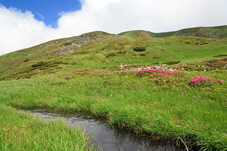 Pinkrhododendendron花朵小于夏季山坡乌克兰喀尔巴阡山图片