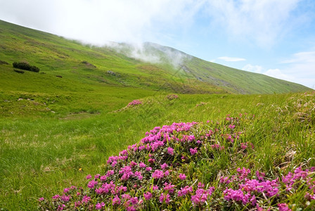 夏季山边乌克兰喀尔巴阡山的粉红多登山花乌克兰喀尔巴阡山图片