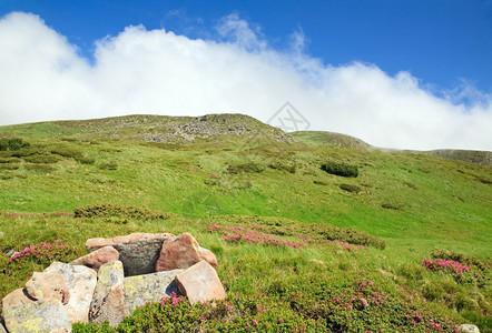 夏季山边乌克兰喀尔巴阡山的粉红多登山花乌克兰喀尔巴阡山图片