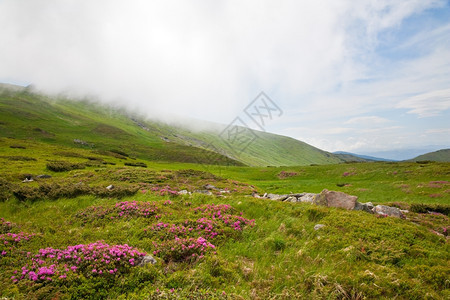 夏季山坡和顶云上乌克兰喀尔巴阡山的粉红多登山花图片