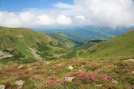 夏季山边乌克兰喀尔巴阡山的粉红多登山花乌克兰喀尔巴阡山图片