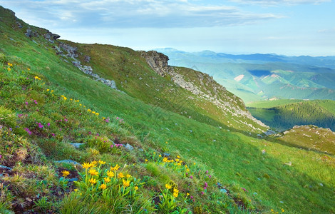 夏季山边乌克兰喀尔巴阡山的粉红多登山和黄花乌克兰喀尔巴阡山图片