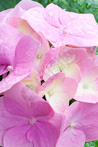 大型粉红花朵露珠自然背景复合宏观照片精锐度相当深图片