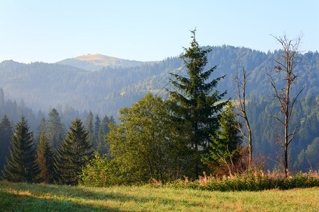 夏季山边乌克兰喀尔巴阡山的Fir森林图片