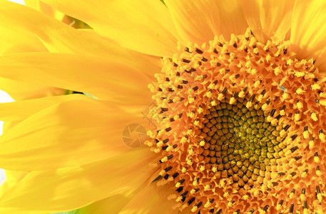 漂亮的黄向日葵碎片自然背景具有相当深的锐度复合宏观照片图片