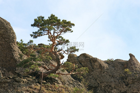 在天空背景的岩石顶部Demerdzhi山克里米亚乌兰上方岩石的锥形树DemerdzhiMount克里米亚图片