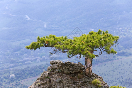 薄雾谷底的岩石上锥形树Demerdzhi山克里米亚乌兰图片