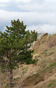岩石山上的松树Demerdzhi山克里米亚乌兰里米亚图片
