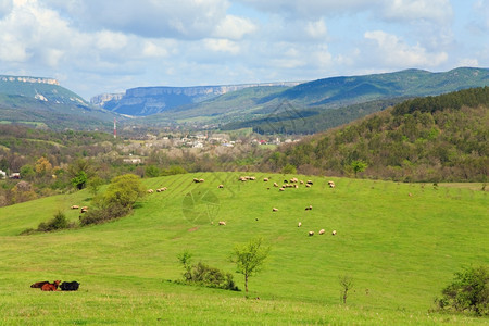 在村附近山丘上放牧的羊群图片