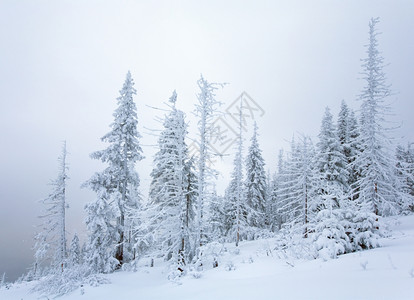 冬季平静的山地景观斜坡Kukol山喀尔巴阡乌克兰上有雪落的黄和美丽fir树Kukol山喀尔巴阡图片