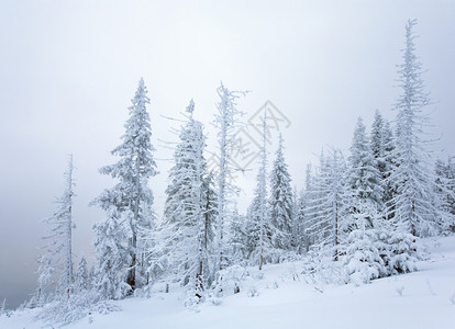 冬季平静的山地景观斜坡Kukol山喀尔巴阡乌克兰上有雪落的黄和美丽fir树Kukol山喀尔巴阡图片
