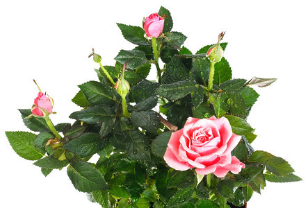 一盆美丽的玫瑰花在白色背景上分离露水滴集成的宏观照片具有相当深的锐度图片