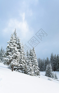 冬季平静山地景观枯燥坡上有fir树Kukol山喀尔巴阡乌克兰图片