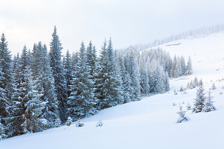 冬季平静山地景观枯燥坡上有fir树Kukol山喀尔巴阡乌克兰图片