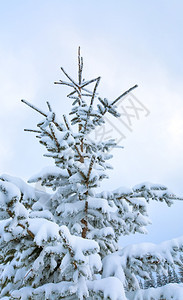 寒雪覆盖了云天背景的风雪图片