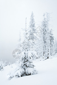 冬季雪和薄雾的山地景观坡上有雪落的橡黄美丽fir树Kukol山喀尔巴阡乌克兰图片