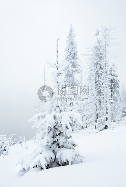 冬季雪和薄雾的山地景观坡上有雪落的橡黄美丽fir树Kukol山喀尔巴阡乌克兰图片