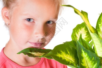 女孩与室内植物迪芬巴赫皮卡玛丽安隔离在白色背景上图片