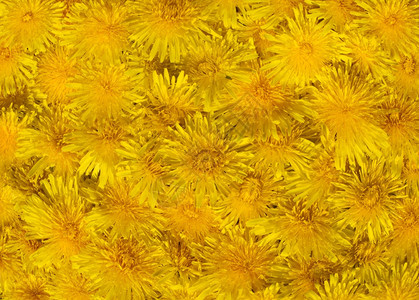 表面有黄色花朵缝4针图片