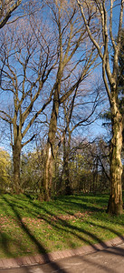 公园中的大树及其阴影垂直全景四发图片