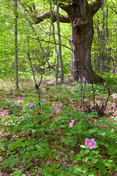 绿春林中的粉红小马花图片
