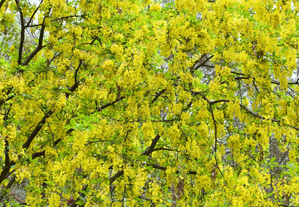 有黄色花的春树自然背景图片